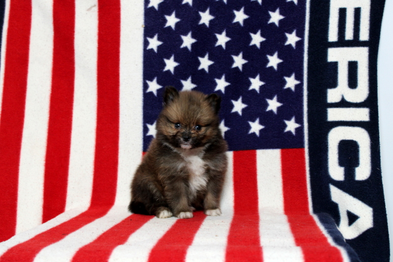 puppy, for, sale, Pomeranian, Matthew B. Stoltzfus, dog, breeder, Gap, PA, dog-breeder, puppy-for-sale, forsale, nearby, find, puppyfind, locator, puppylocator, aca